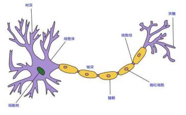 神经元图片