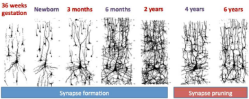 神经元发育过程